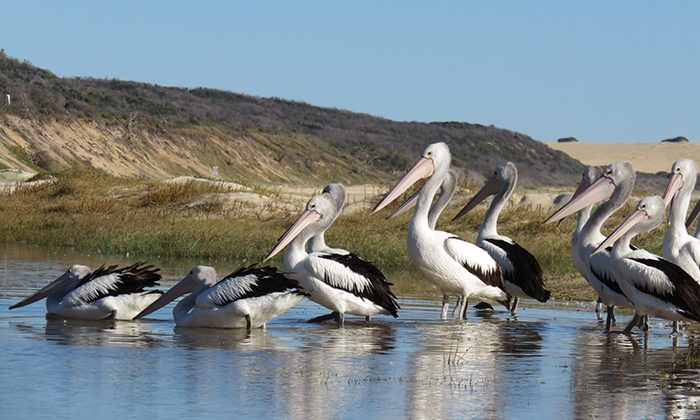Fraser-pelicans---Pixabay