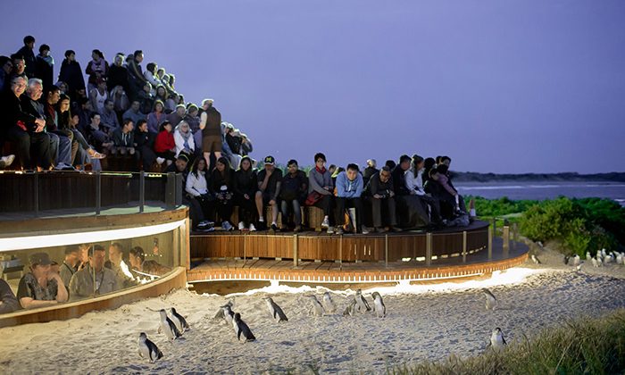 Penguins--courtesy-Phillip-Island-Nature-Parks