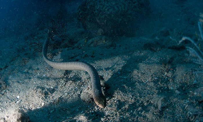 Yongala-snake-Courtesy-Yongala-Dive