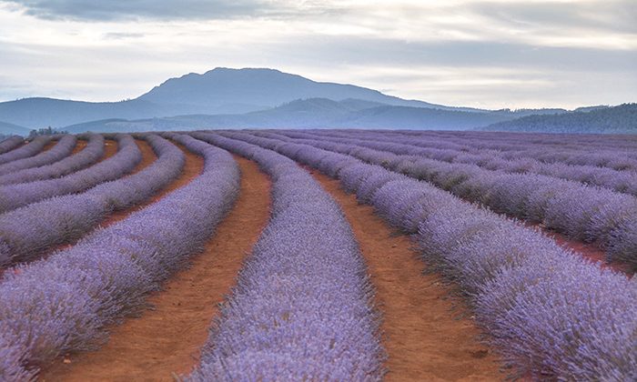 lavender--Courtesy-Bridestowe-Lavender-Fields
