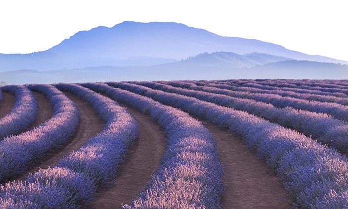 lavender-mtn--Courtesy-Bridestowe-Lavender-Fields