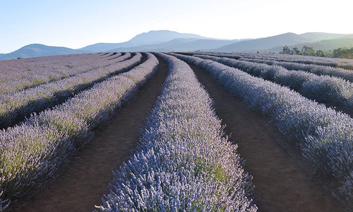 lavender-row-Courtesy-Bridestowe-Lavender-Fields