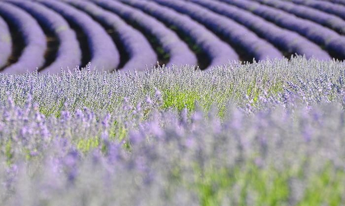 lavender-rows1-Courtesy-Bridestowe-Lavender-Fields