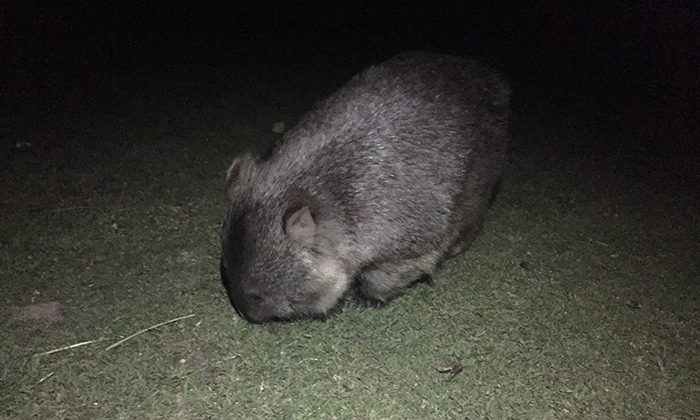 maria-wombat-robinesrock
