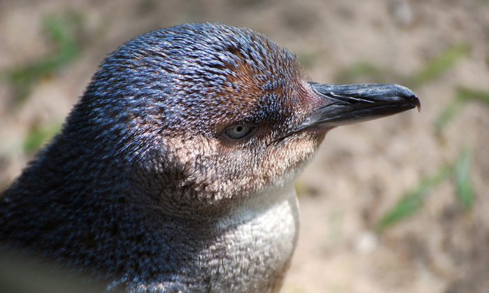 penguins-fairy-penguin---pixabay