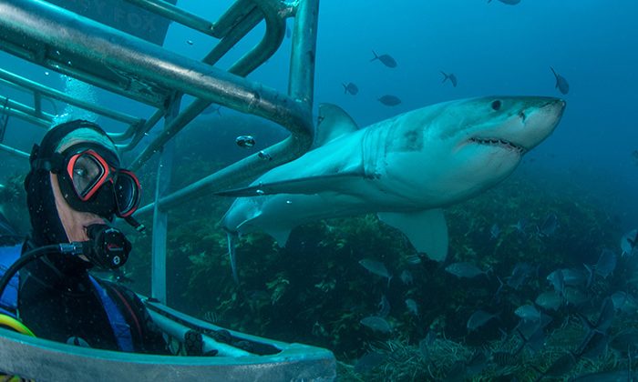 shark-diving-view---Courtesy-Rodney-Fox-Shark-Expeditions