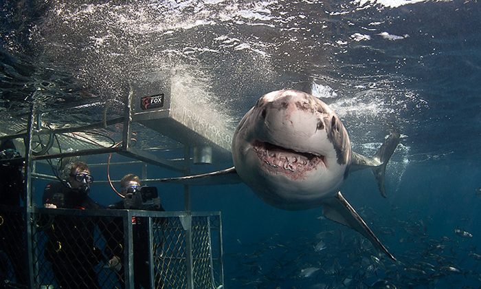 shark-hello--courtesy-Rodney-Fox-Shark-